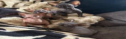 Sphynx cats for sale: 💙🩷 gorgeous sphynx baby’s 🩷💙 1 girl back up  - Advert 5