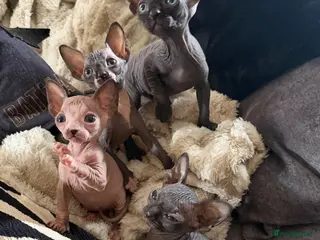 Sphynx cats 💙🩷4 gorgeous sphynx baby’s 🩷💙 - Advert 12