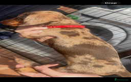 Dachshund dogs for sale: READY TO GO Dachshund Puppies dapple+chocolate - Image 27