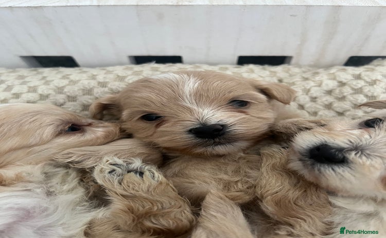 Maltipoo dogs - Advert 1