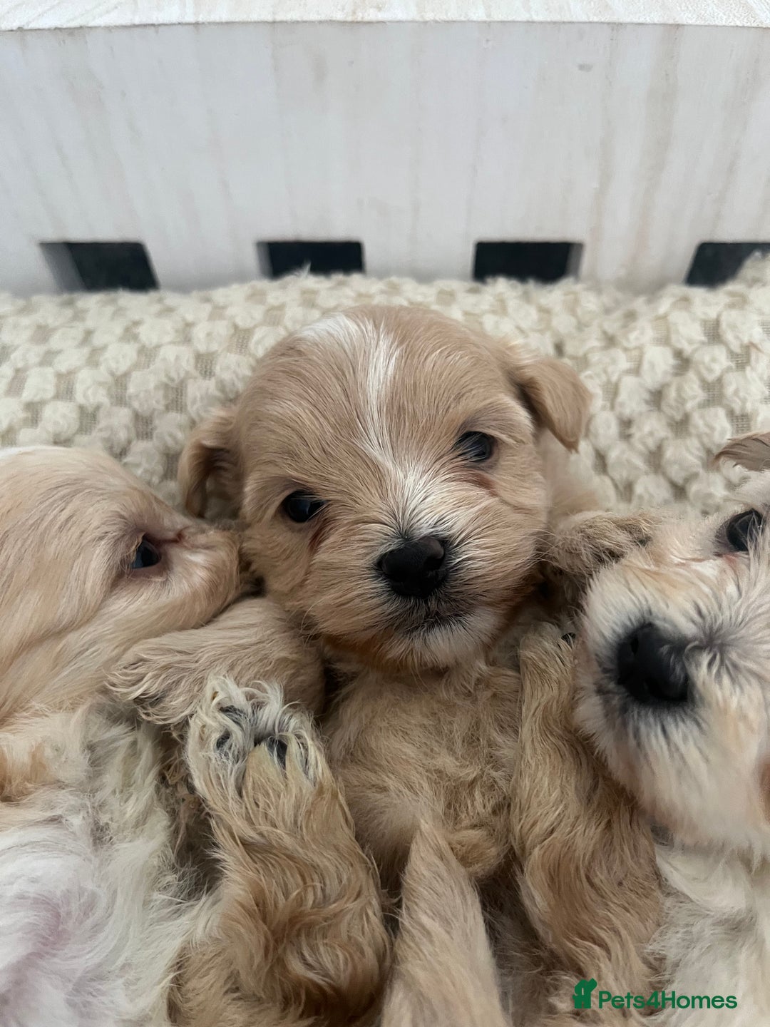 Maltipoo dogs for sale: Tiny Maltipoos available  - Image 1