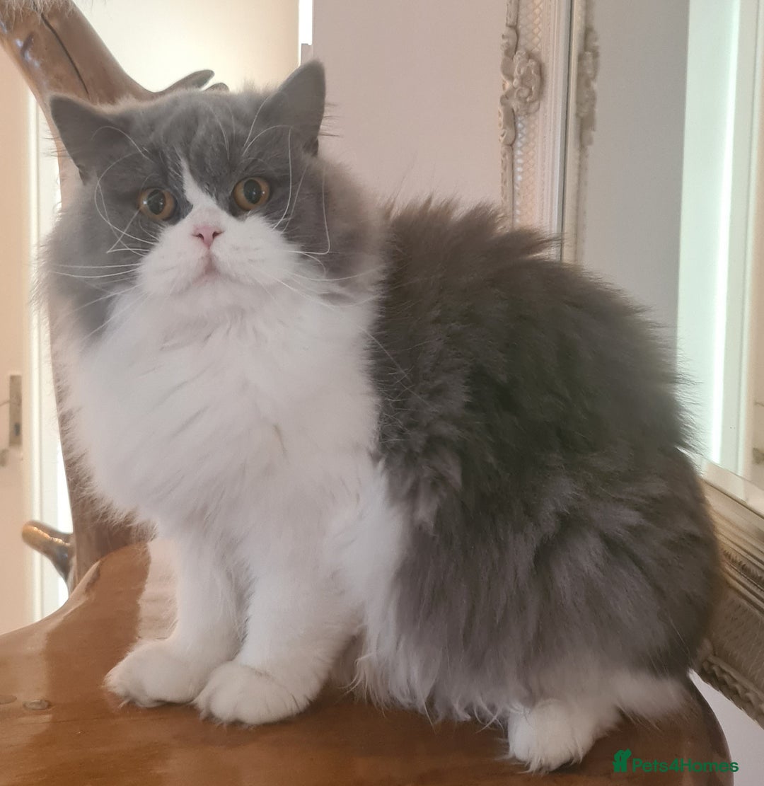 British Longhair cats for sale: Tica registered British Longhair Lady Rehome - Image 5