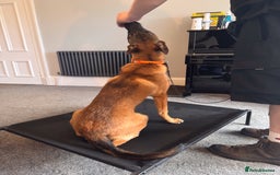 Belgian Shepherd Dog dogs for sale: Kairo - Urgent Rehome - Image 19