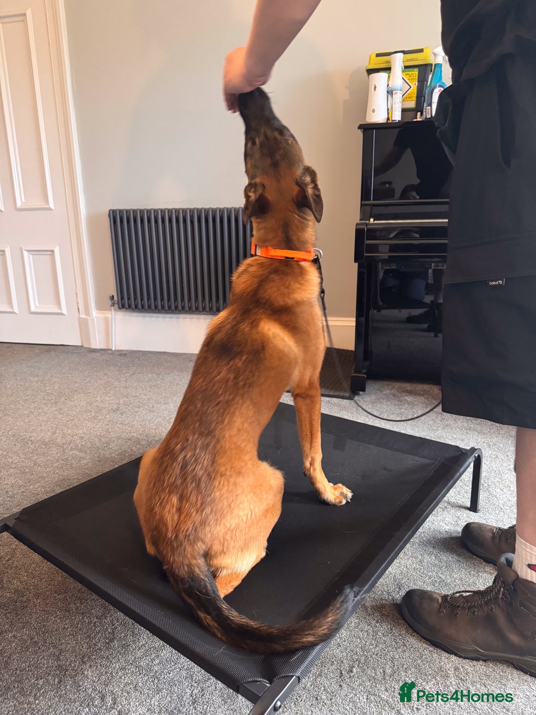 Belgian Shepherd Dog dogs for sale: Kairo - Urgent Rehome - Image 19