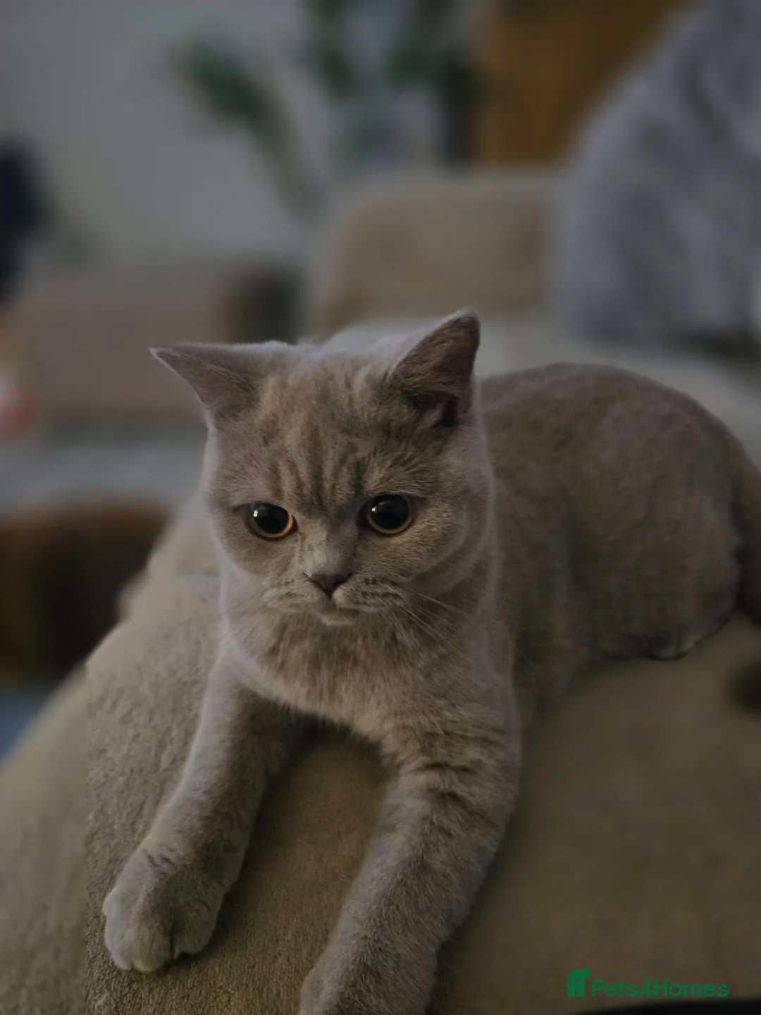 British Shorthair cats for sale: Lilac British shorthair  in Preston - Advert 2