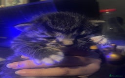 British Longhair cats for sale: 3 beautiful kittens  - Image 2