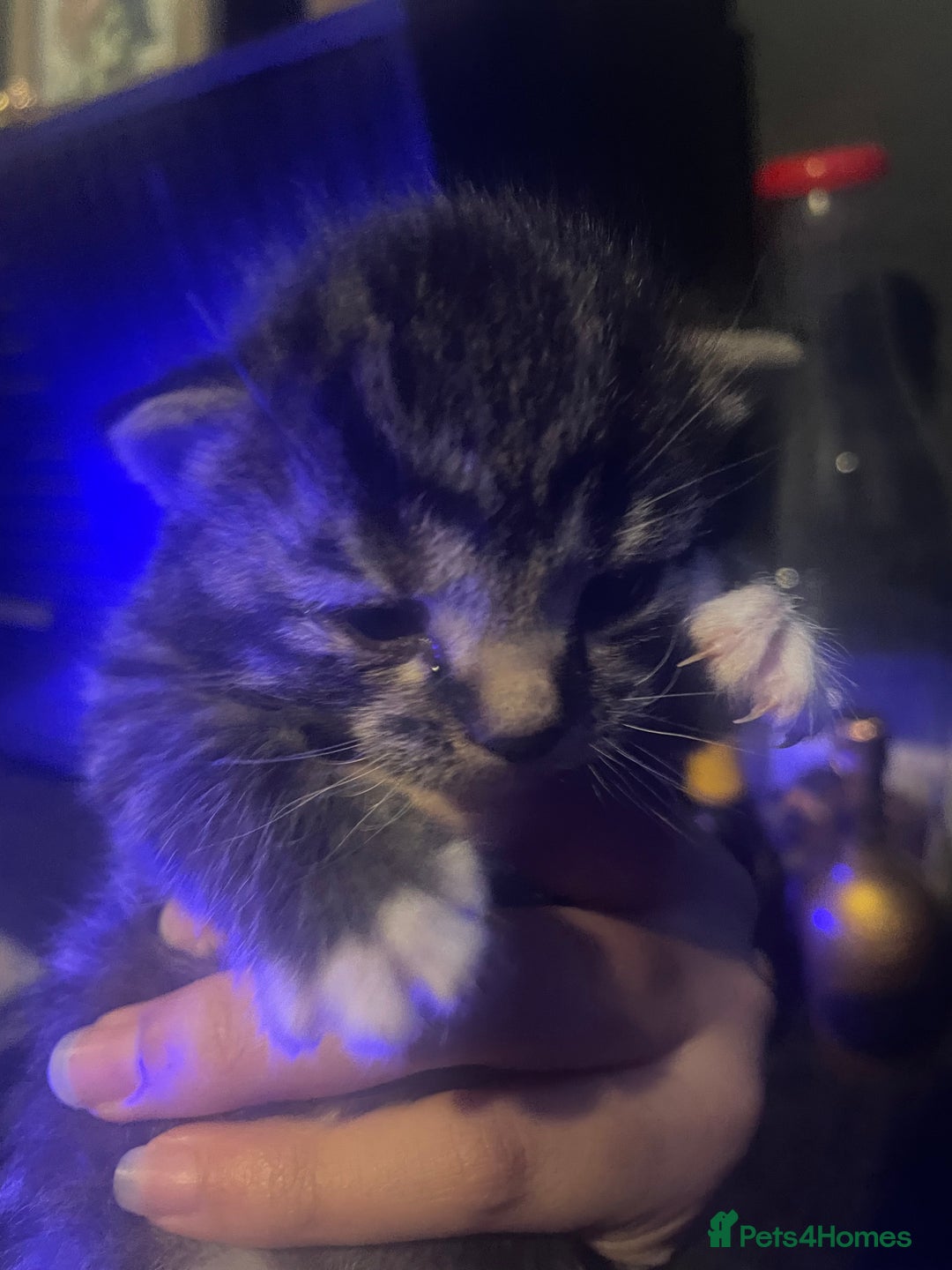 British Longhair cats for sale: 3 beautiful kittens  - Image 2