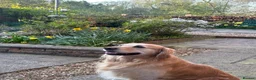 Golden Retriever dogs for sale: Ralph 'The Retriever' Golden Retriever in Chester - Advert 4