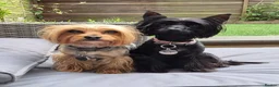 Yorkshire Terrier dogs for sale: Gorgeous Lilliputian Yorkies available  - Advert 14
