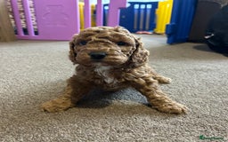 Cockapoo dogs for sale: 4 f2 cockapoos 2 males 1 female  - Image 17