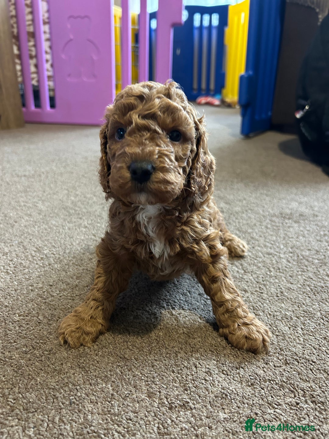 Cockapoo dogs for sale: 4 f2 cockapoos 2 males 1 female  - Image 17