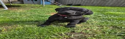 Labrador Retriever dogs for sale: *1 Girl left*Ready to Leave* KC Mam & Dad at home - Advert 30