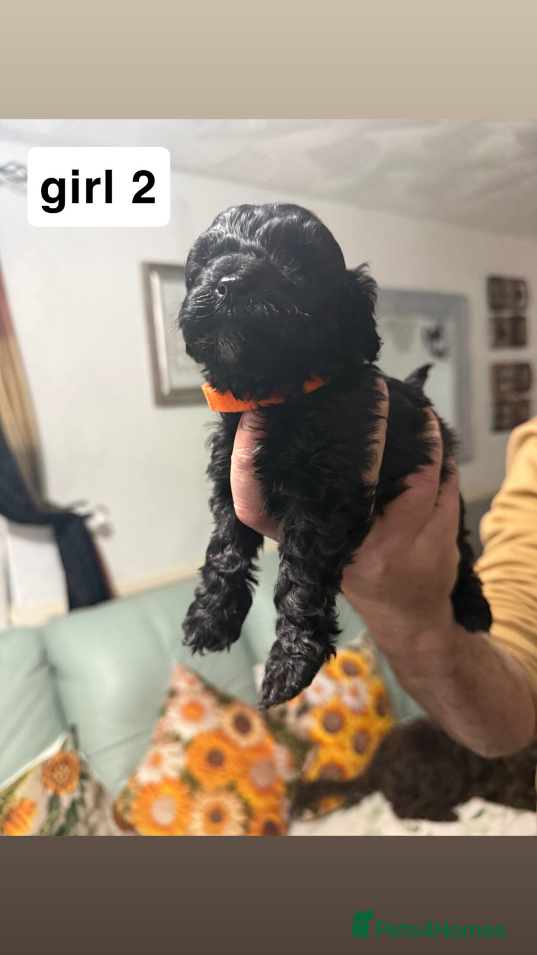 Cockapoo dogs for sale: 7 cockapoo pups - Advert 4