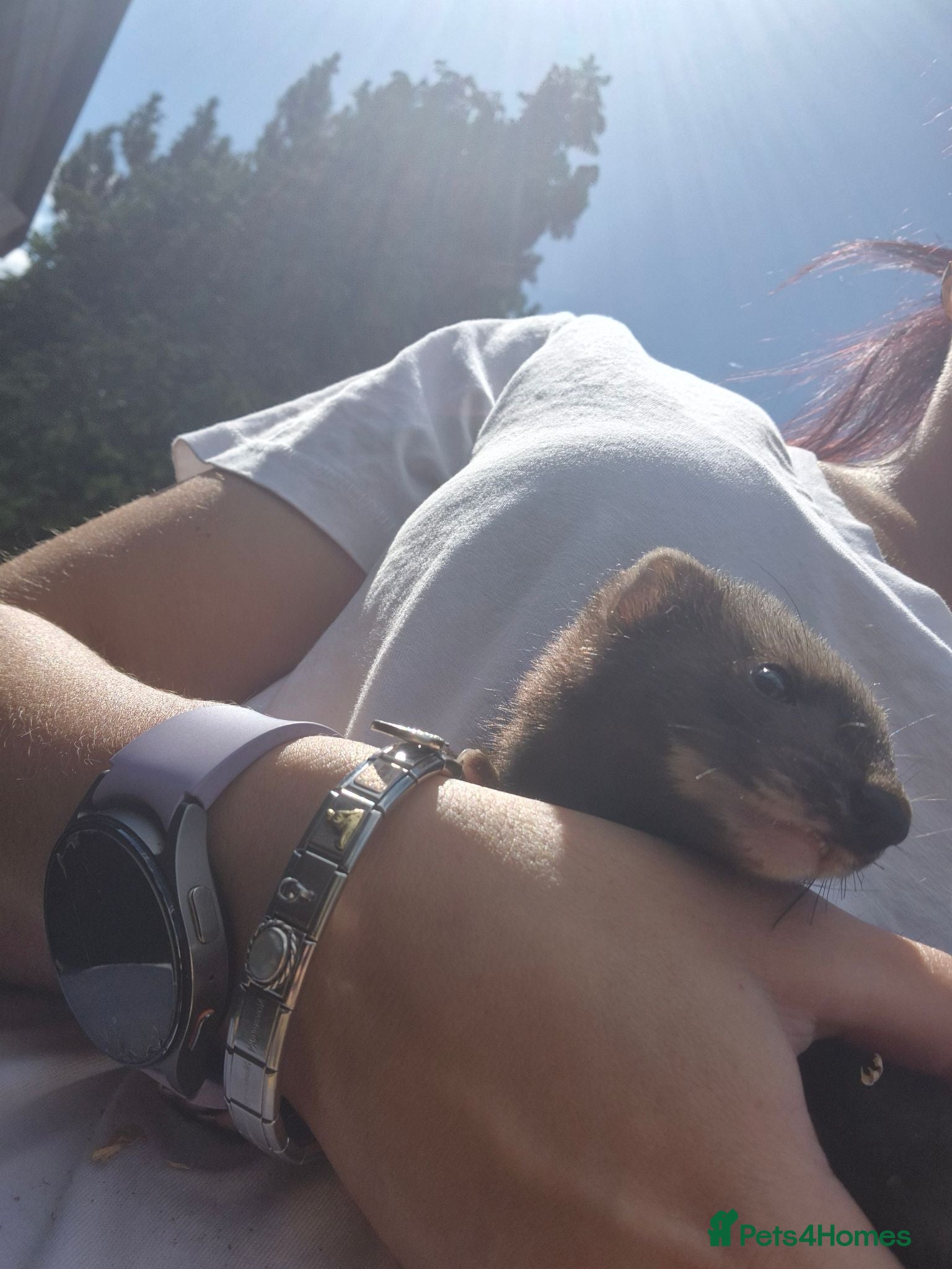 Ferret rodents Eu polecats - Advert 5