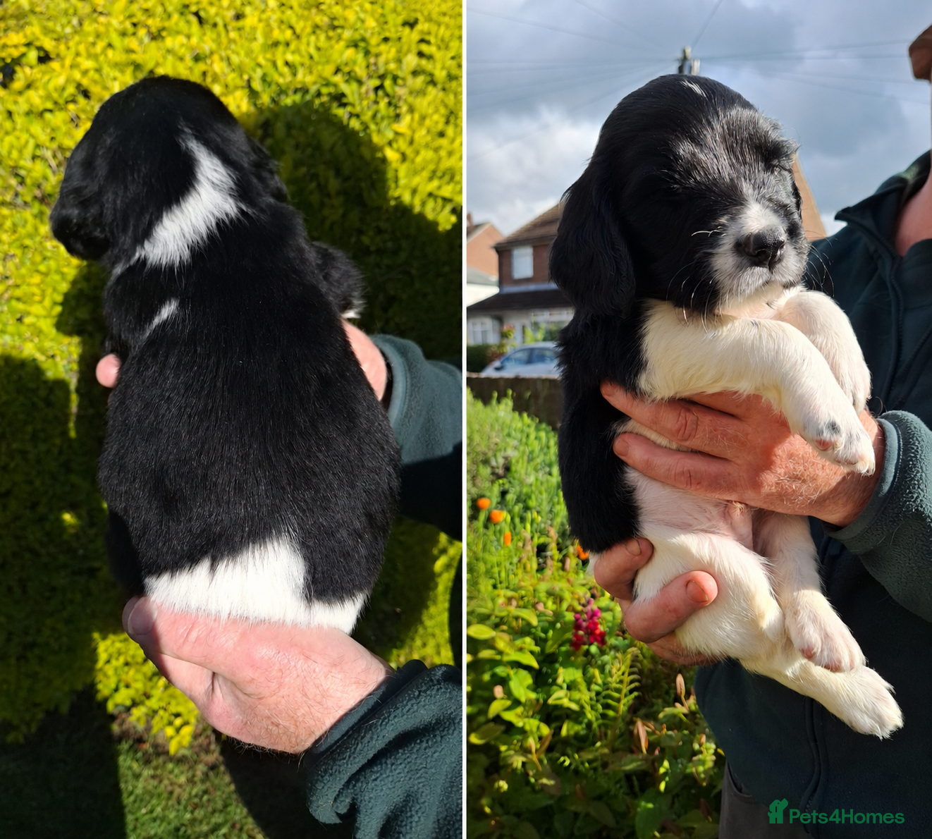 English Springer Spaniel dogs KC Working Springer Spaniel Puppies Heavily marked - Advert 5