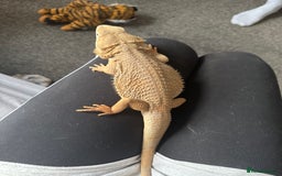 Dragon reptiles for sale: Beared dragon can come with vivarium  - Image 2