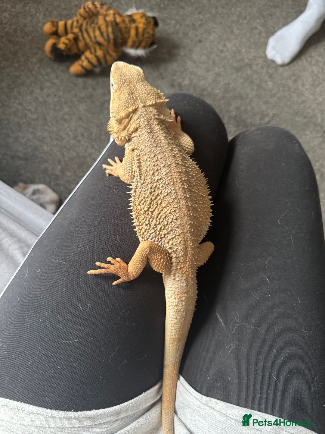 Dragon reptiles for sale: Beared dragon can come with vivarium  - Image 2