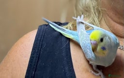 Budgerigars birds for sale: Rainbow budgie hand reared  - Image 2