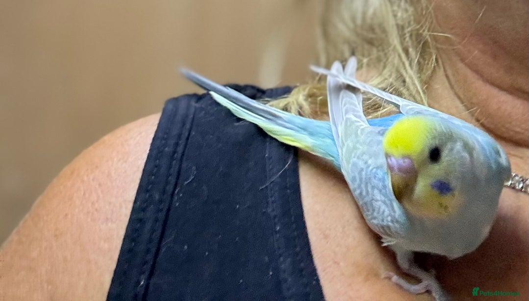 Budgerigars birds for sale: Rainbow budgie hand reared  - Image 2