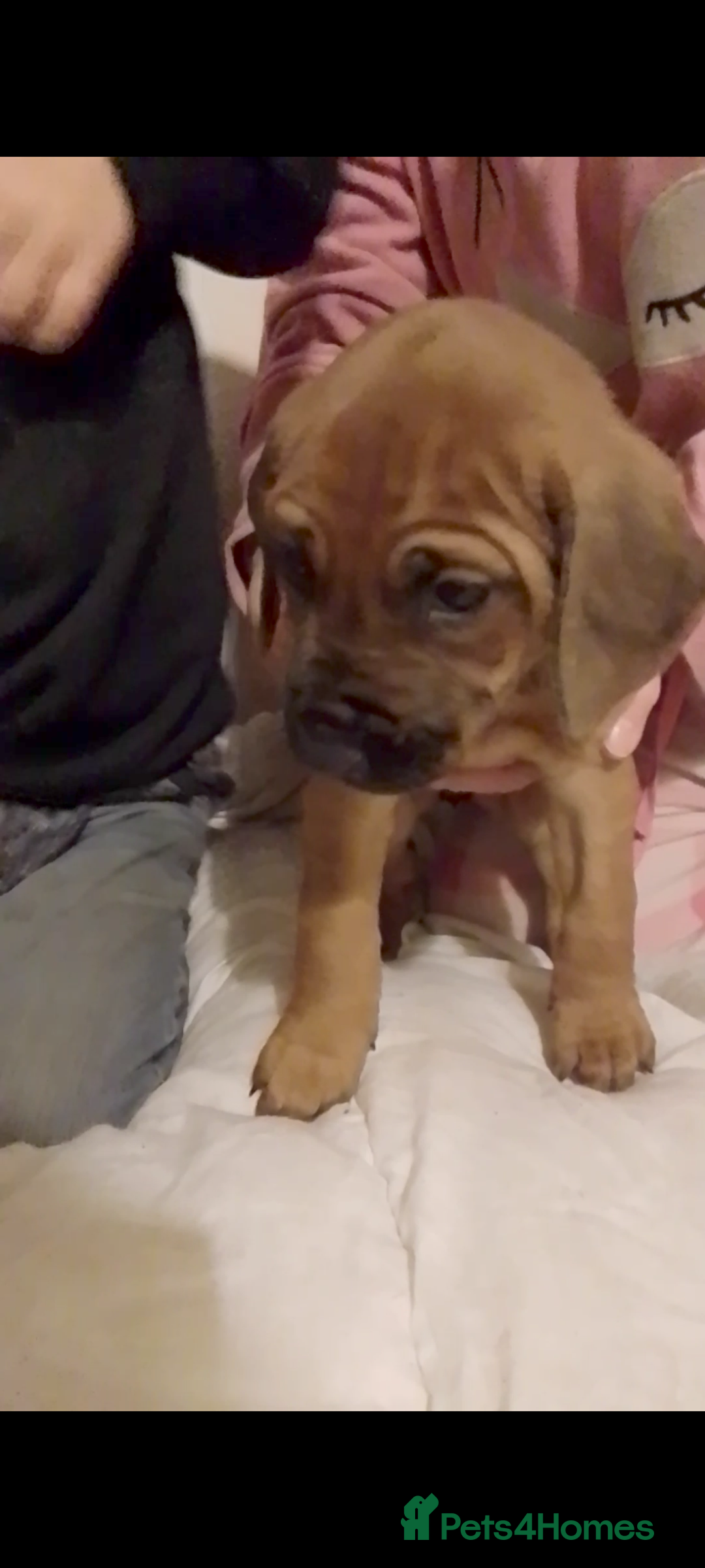 Rhodesian Ridgeback dogs for sale: Rhodesian Ridgeback Puppies - Advert 4