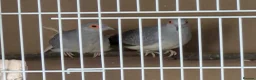 Doves birds for sale: Diamond doves 2 male 1 female  - Advert 1