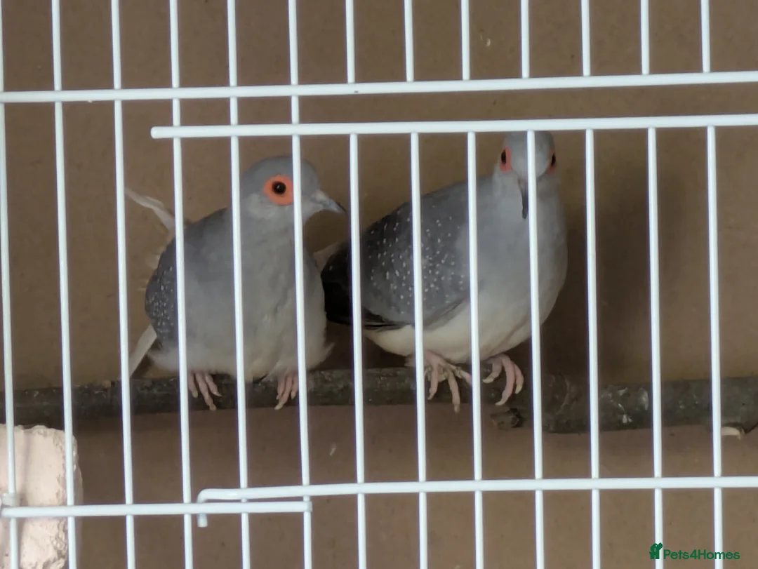 Doves birds for sale: Diamond doves 2 male 1 female  - Advert 1