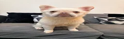 Frug dogs for sale: Rare breed * FLUFFY FRENCH / PUG FOR SALE  - Advert 7