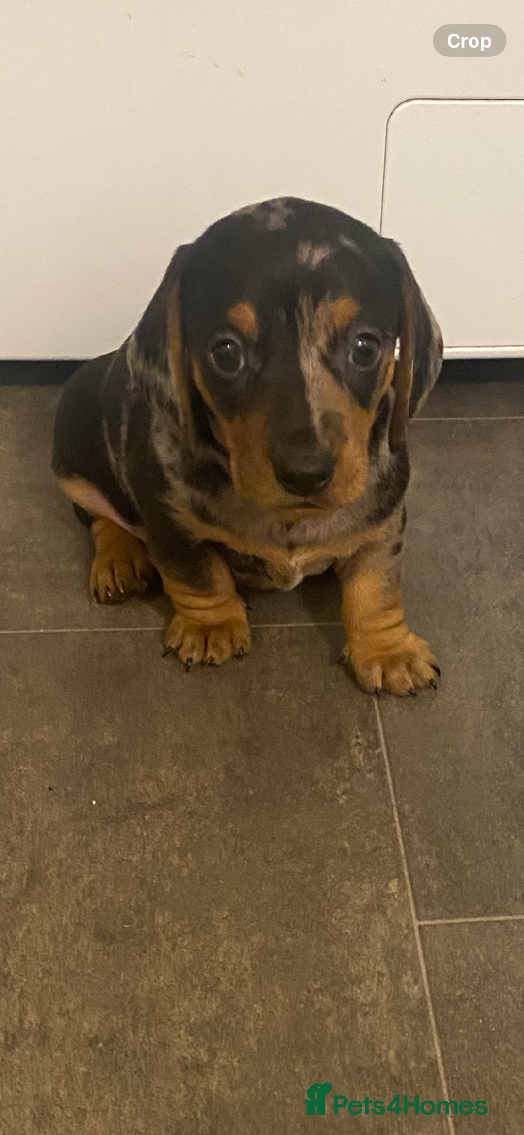 Miniature Dachshund dogs for sale: Miniture dachshund puppies  - Advert 18