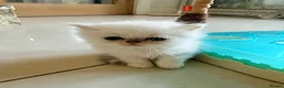 Persian cats for sale: Confidence silver tipped Persian kittens - Advert 2