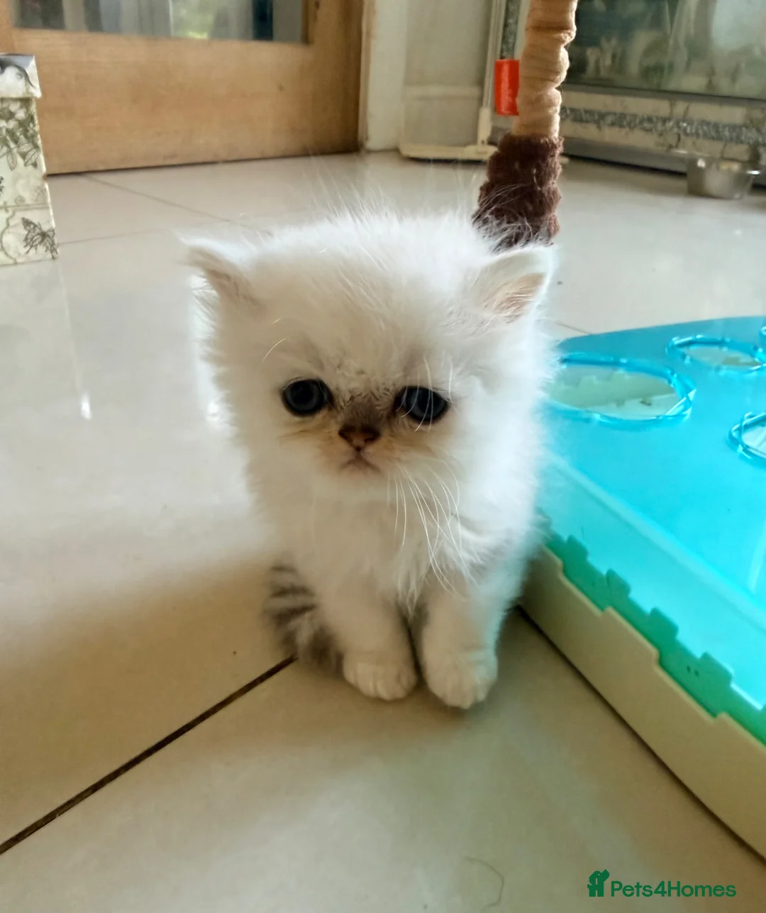 Persian cats for sale: Confidence silver tipped Persian kittens - Advert 2