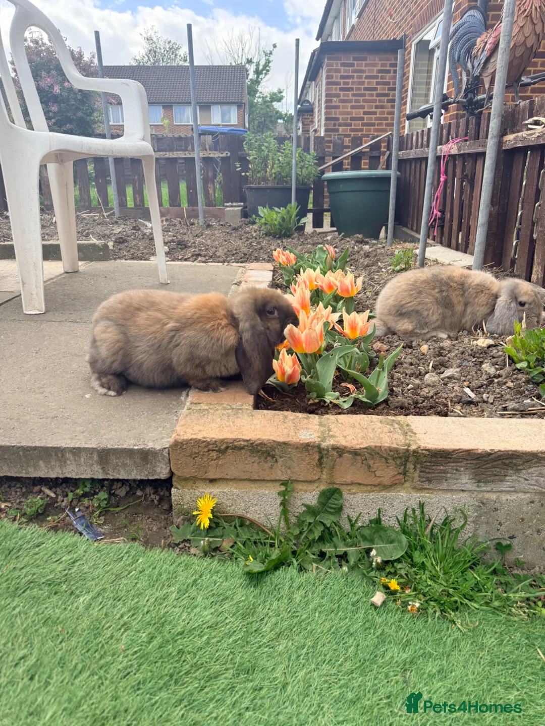 French Lop rabbits for sale: Giant French Lop Bunnies 🐰 - Advert 2