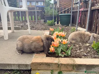 French Lop rabbits Giant French Lop Bunnies 🐰 - Advert 14