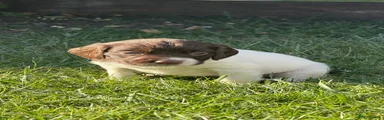English Springer Spaniel 8