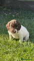 English Springer Spaniel 8