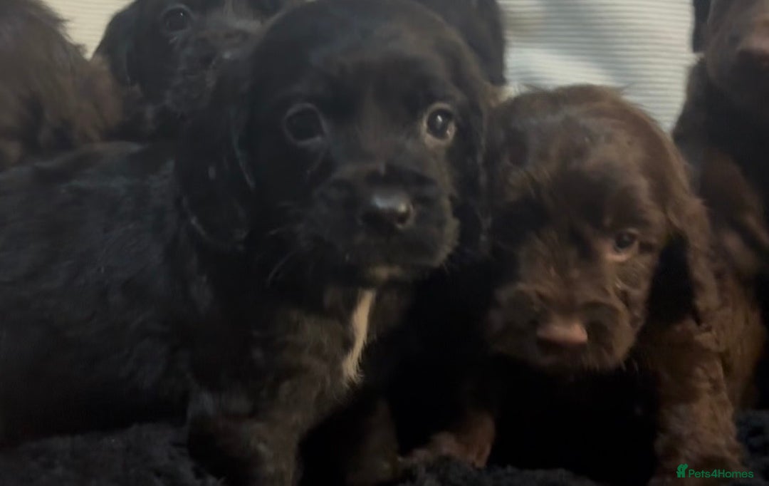 Cockapoo dogs for sale: Adorable F1B Cockapoos❤️💙 🐾 - Advert 28