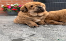 Tibetan Mastiff dogs for sale: Chinese Tibetan mastiff pups  - Image 33