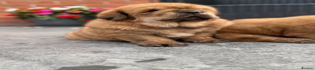 Tibetan Mastiff Puppy 1, Duchess 