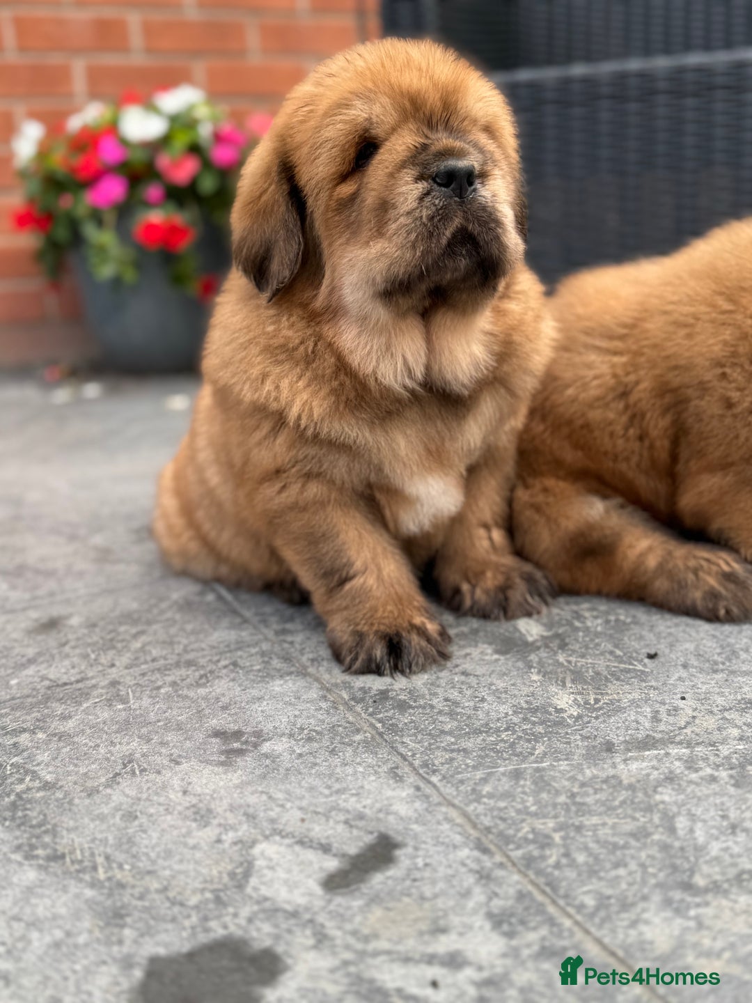 Tibetan Mastiff dogs for sale: Chinese Tibetan mastiff pups  - Image 33