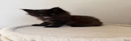 Maine Coon cats for sale: Pedigree TICA Champion Russian import line MCO - Advert 30