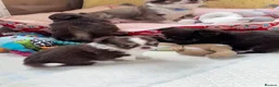 Chihuahua dogs for sale: chocolate tri long coat chihuahua puppies  - Advert 27