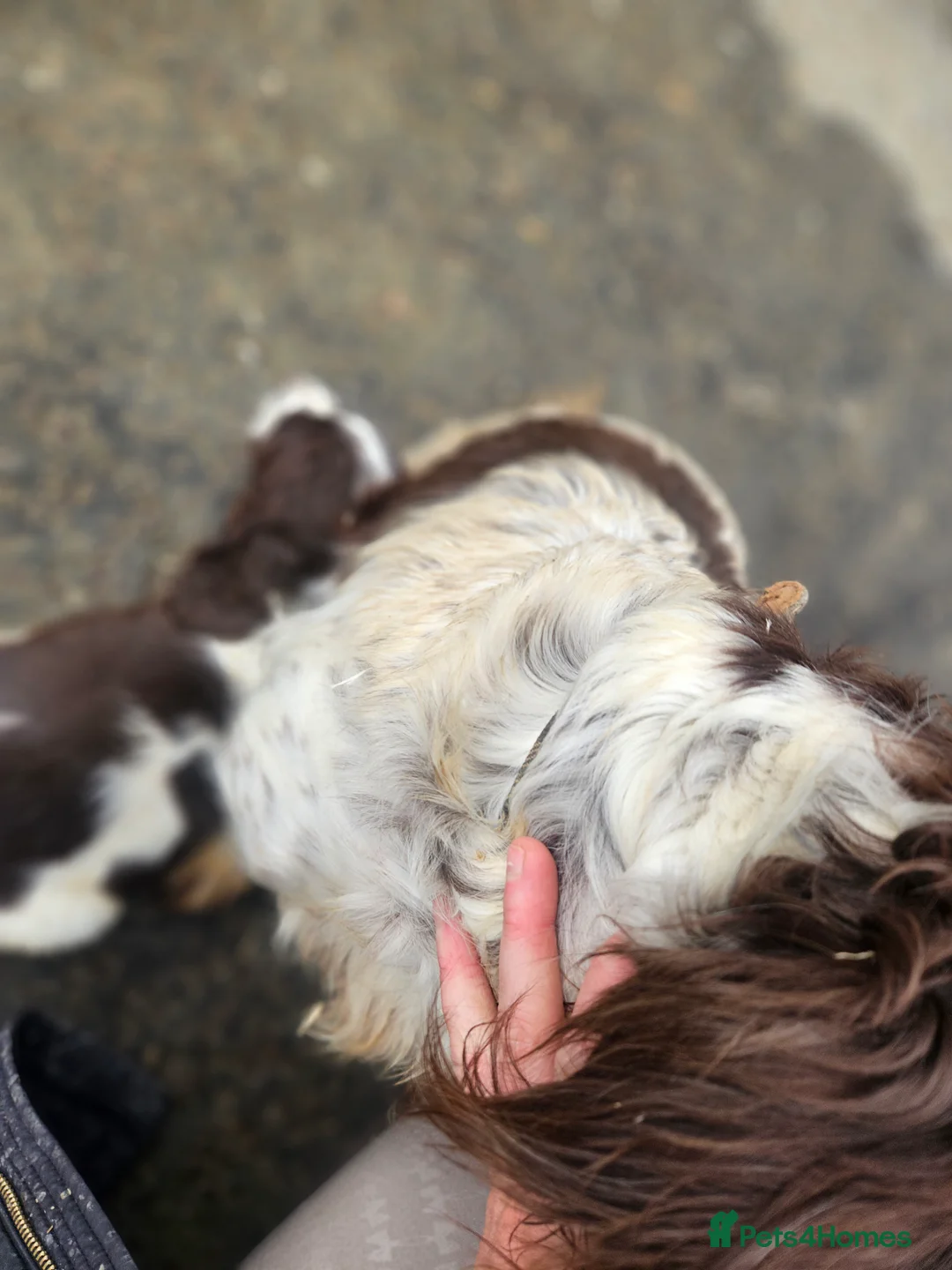 Cocker Spaniel dogs for sale: Cocker spaniel puppys in Harlow - Advert 1