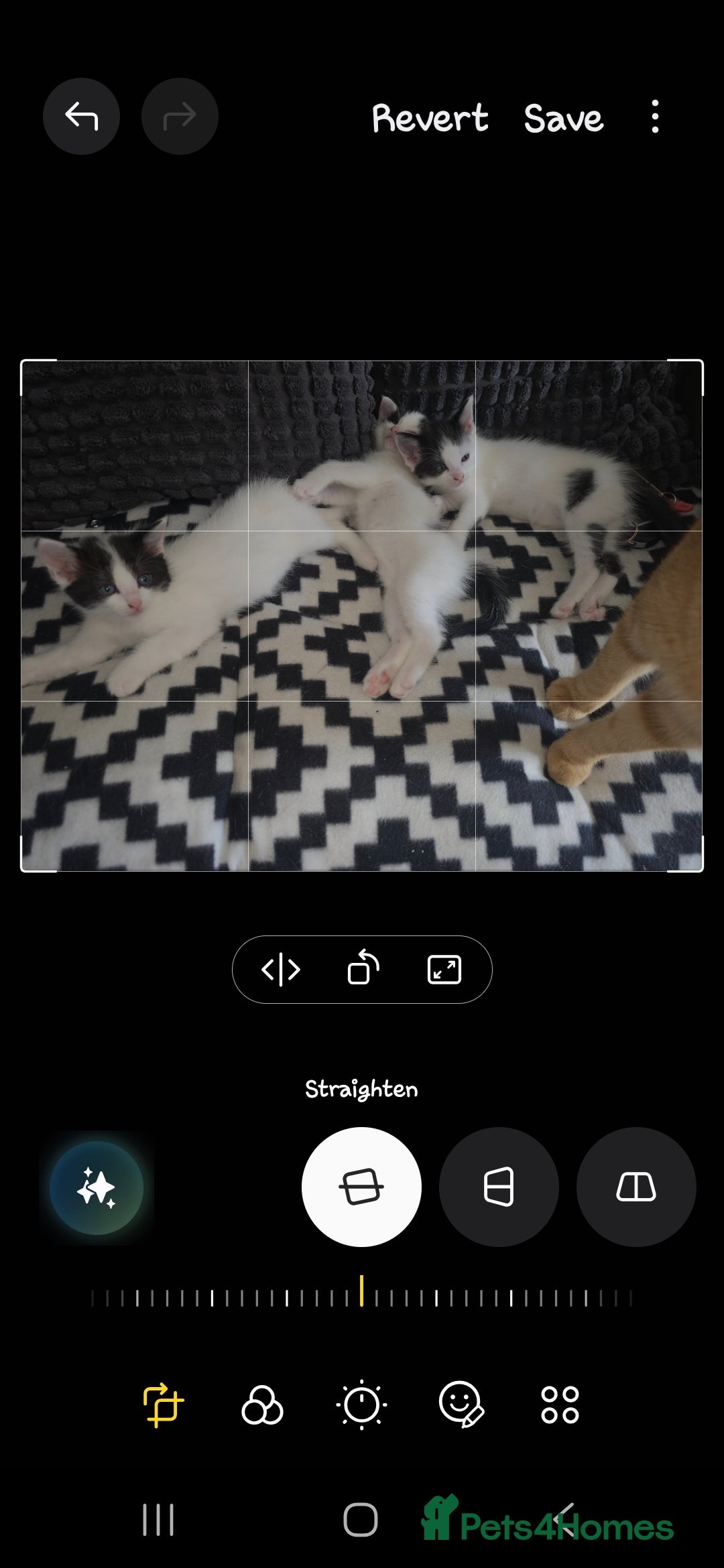 Mixed Breed cats for sale: Domestic short hair x Ragdoll - Image 3