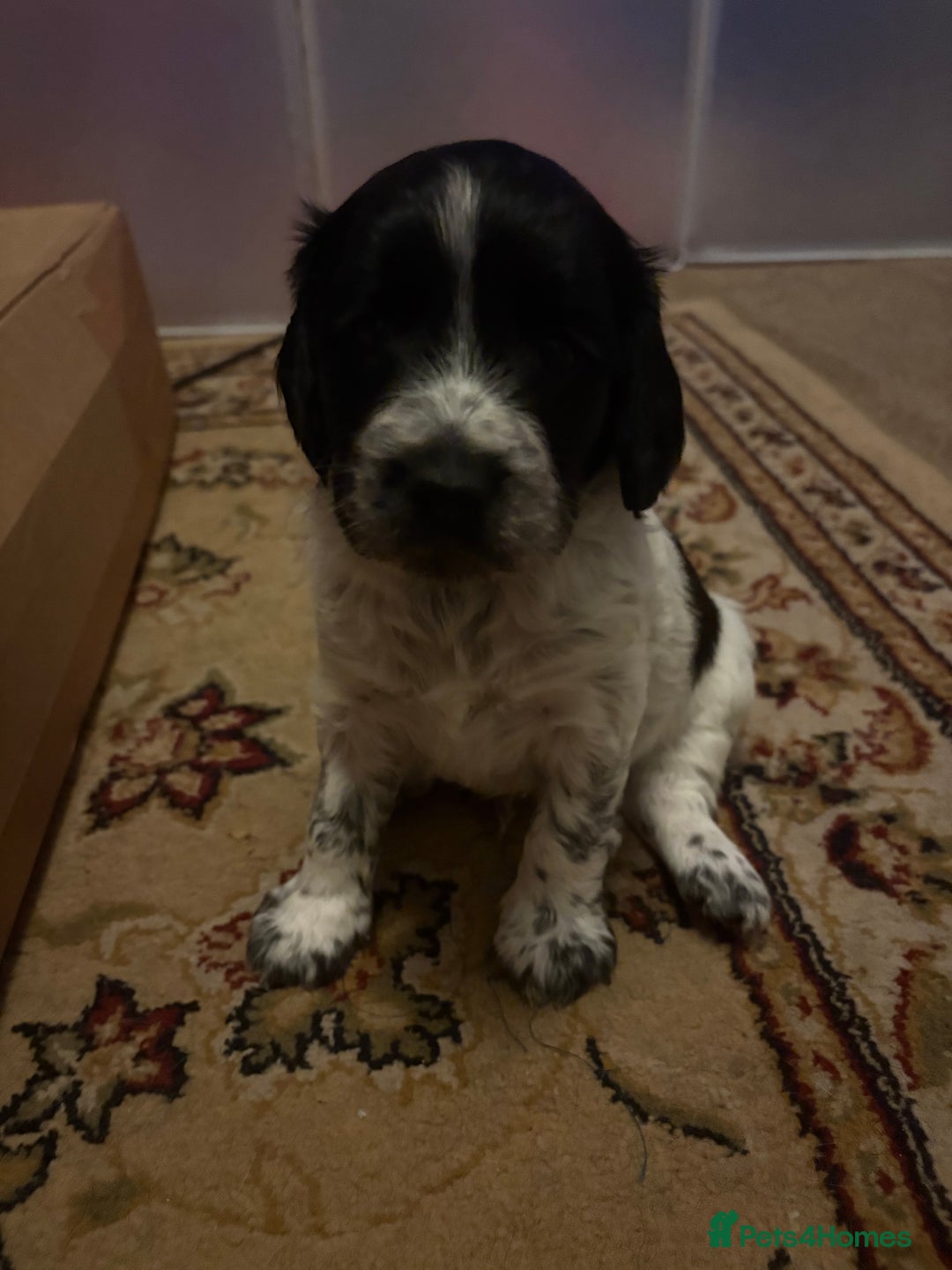 Mixed Breed dogs for sale: Spaniel Puppies For Sale - Advert 3