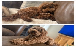 Toy Poodle dogs for sale: Beautiful Red Little Toy Poodle Girl - Image 5