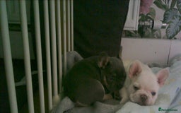 French Bulldog dogs for sale: french bulldog puppys - Image 2