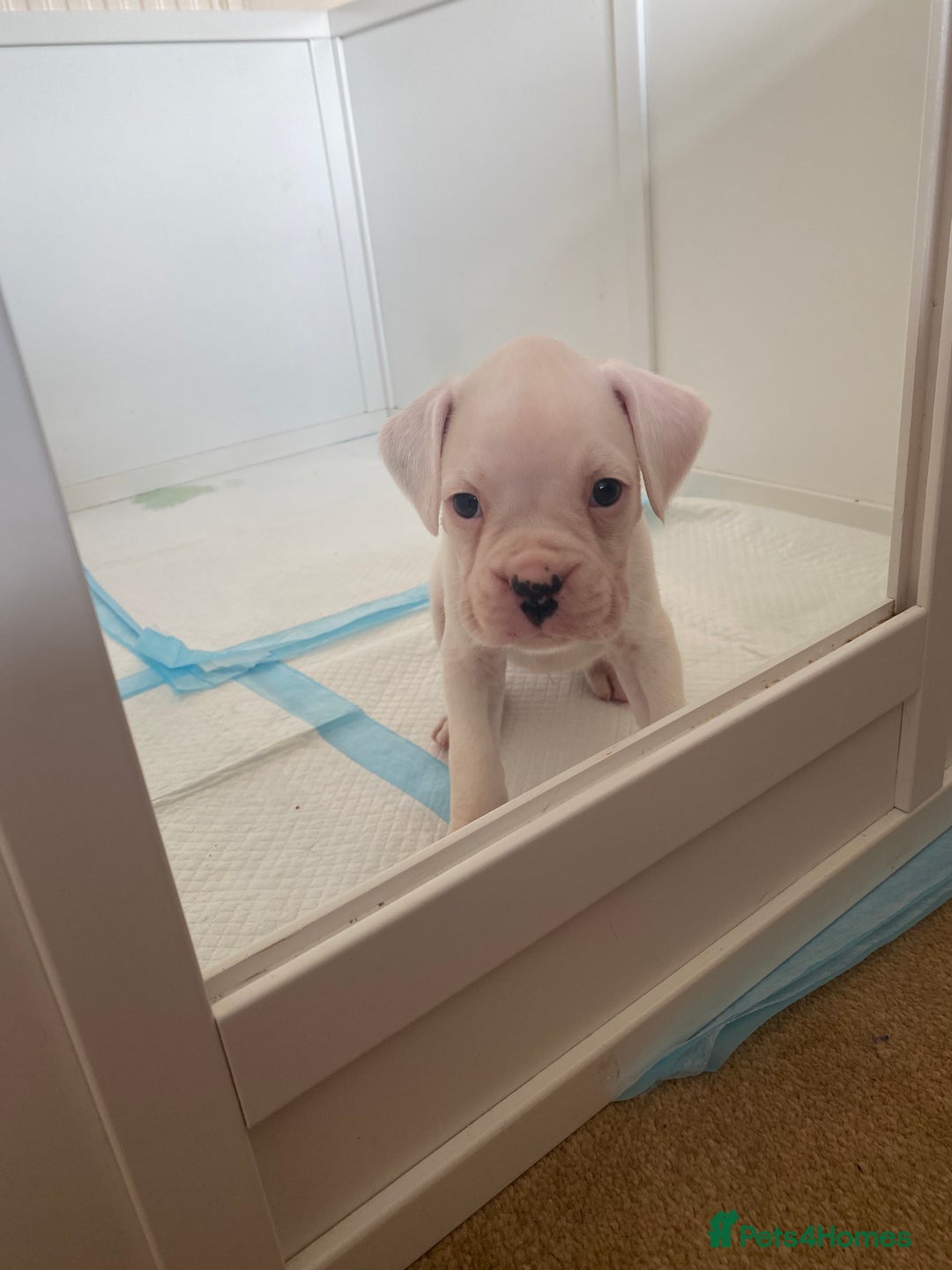 Boxer dogs for sale: Stunning Bob and long tail litter - Image 9