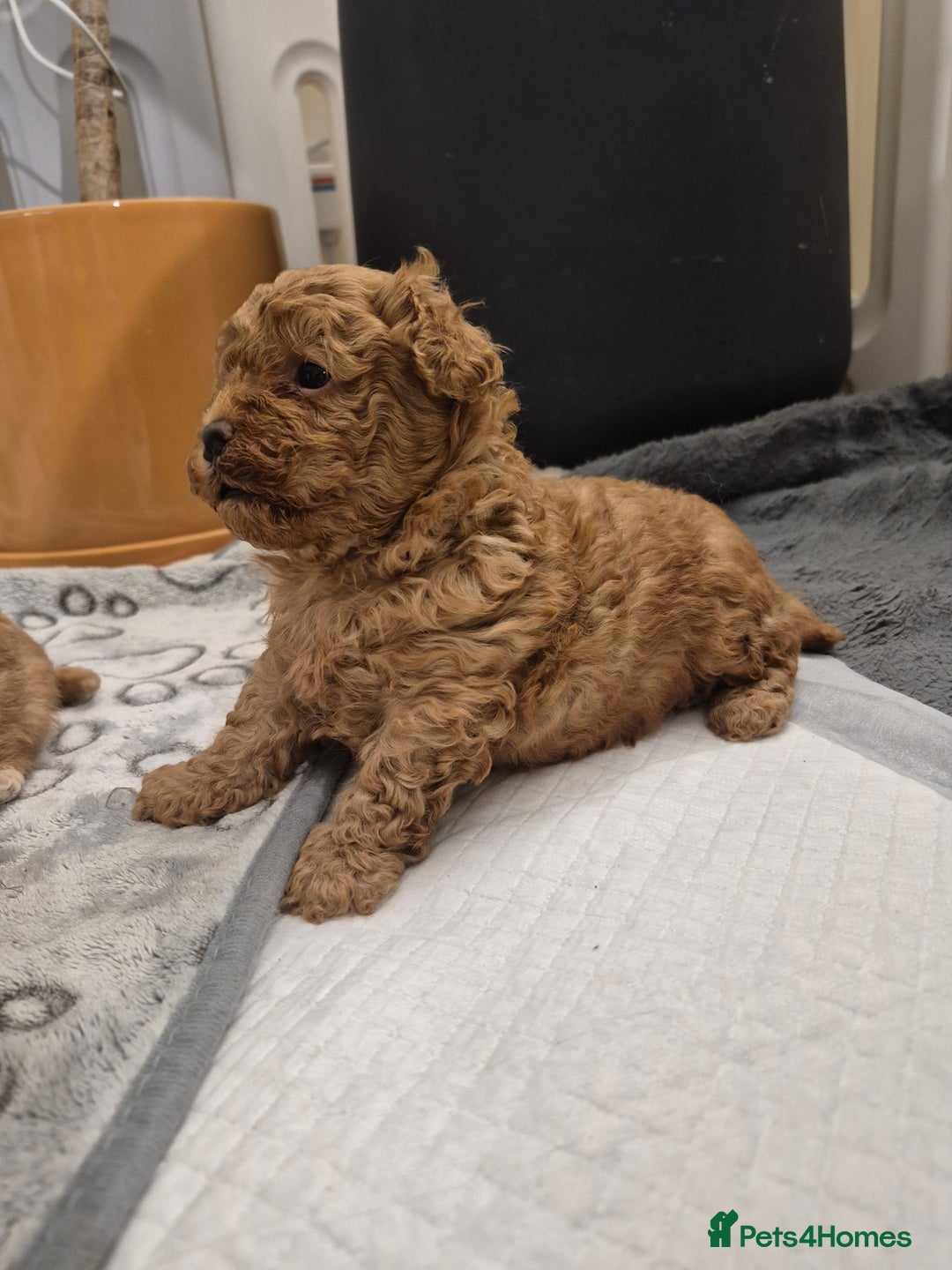 Maltipoo dogs for sale: Beautiful Toy Maltipoo Puppies   - Advert 24