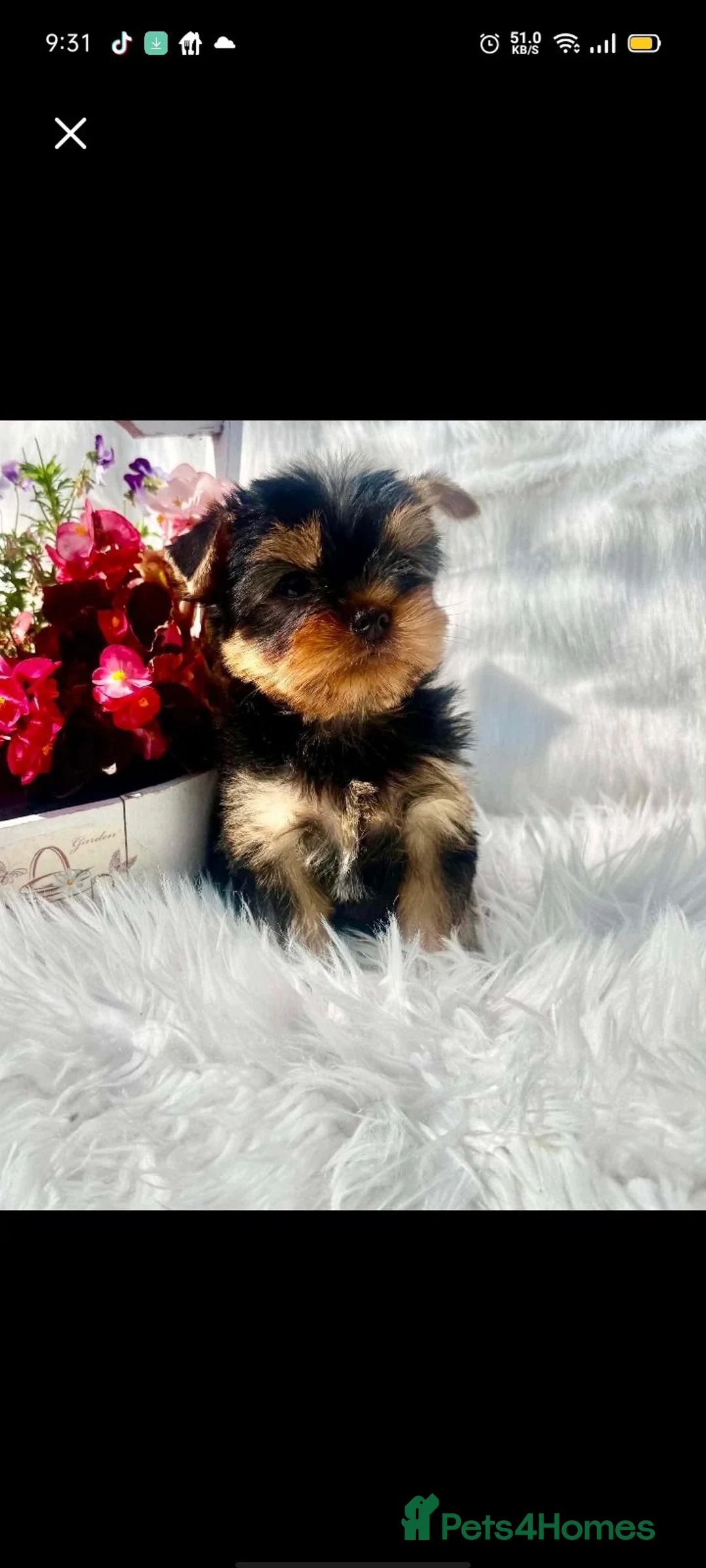 Yorkshire Terrier dogs for sale: Mini mini puppies  in Craigavon - Advert 4