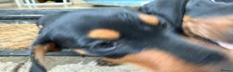 Miniature Dachshund dogs for sale: Beautiful miniature dachshund puppies - Advert 18