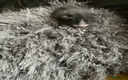 Mixed Breed cats for sale: Looking for loving home for  **   - Image 5